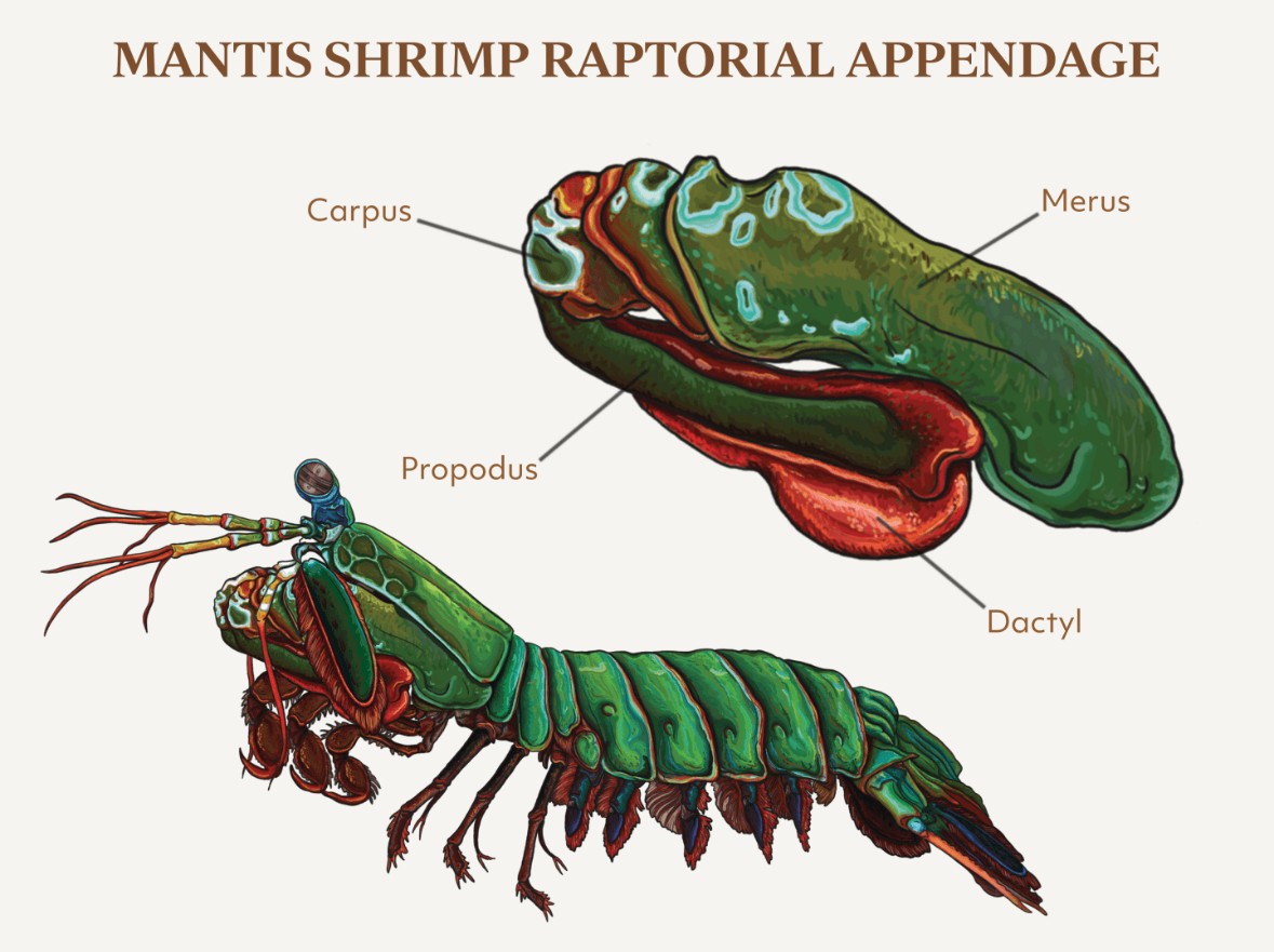 mantis club anatomy