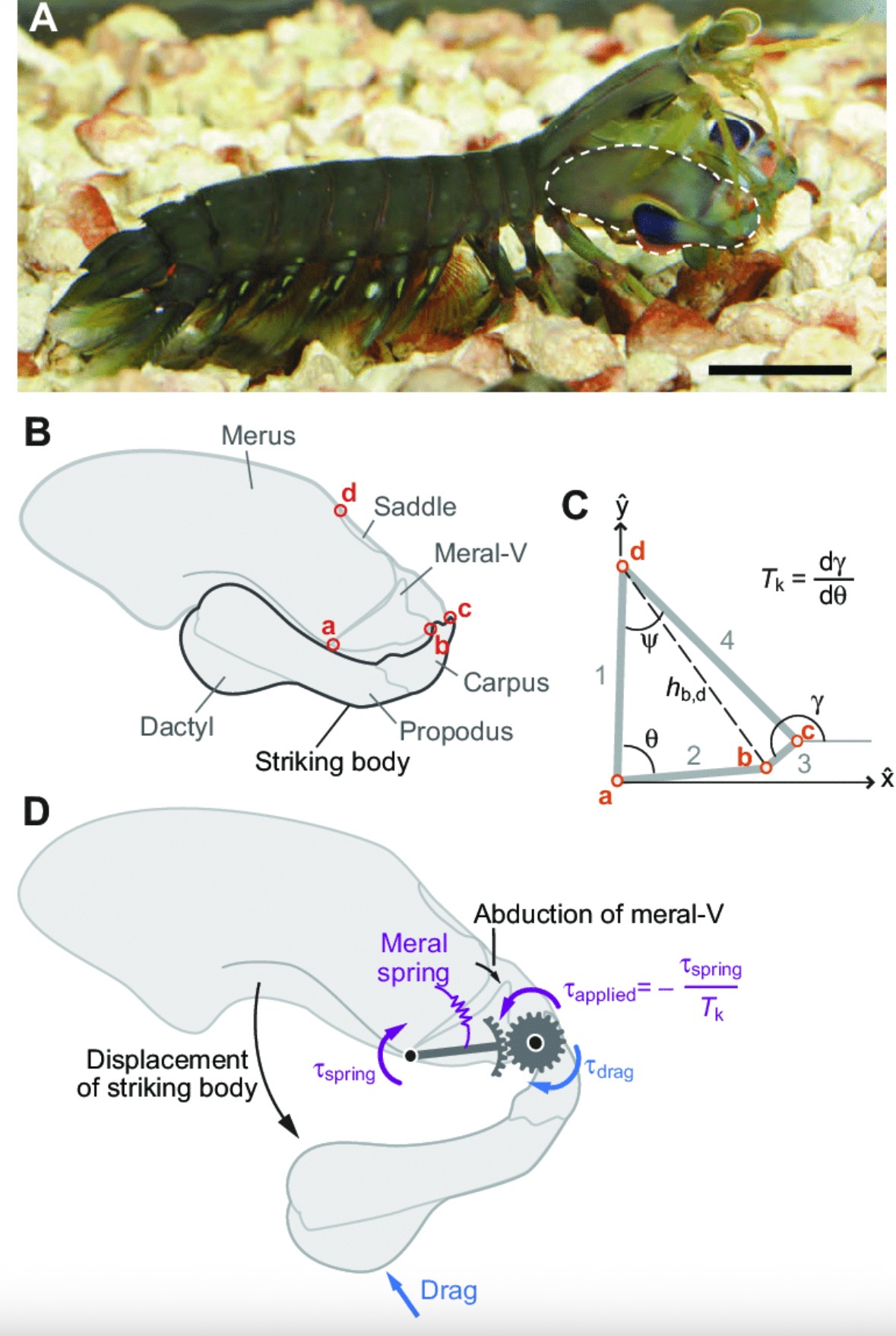 mantis biomechanics